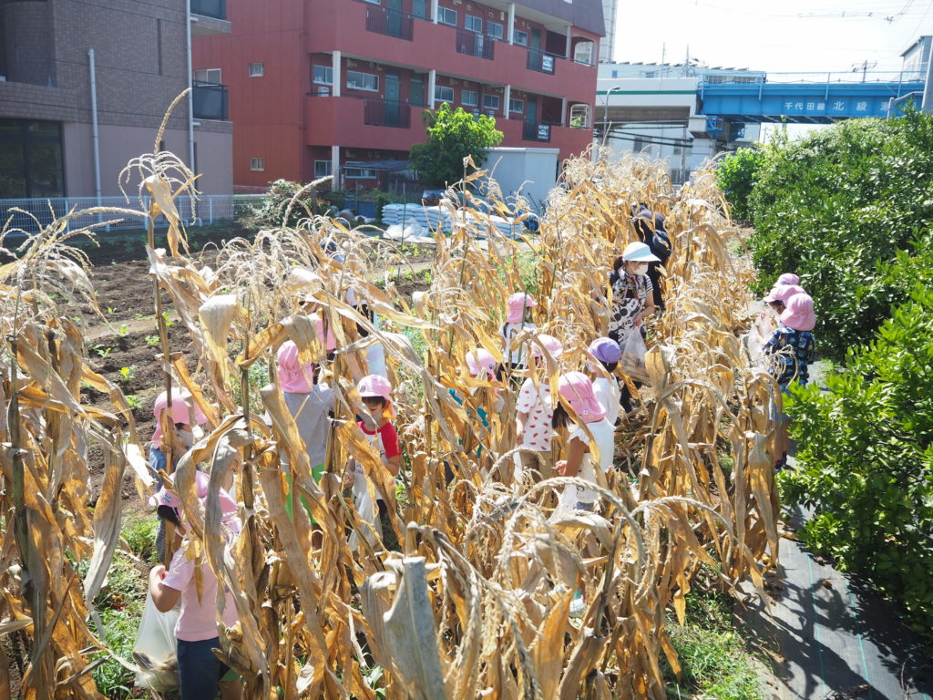 トウモロコシの収穫※たんぽぽ組